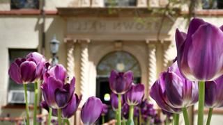 Purple Flowers in front of Brown Hall